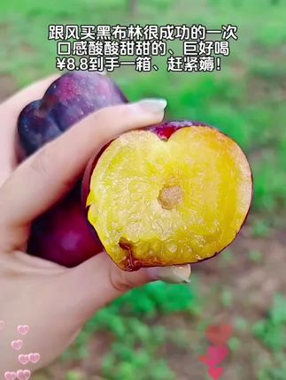 黑布林鲜果上市、黑皮黄肉、口感酸酸甜甜的!巨好吃!没吃的闭眼冲!!#黑布林 #黑布林李子 #应季水果#扶持计划