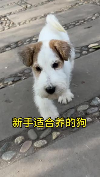 什么狗适合新手养#刚毛猎狐梗 #刚毛猎狐梗幼犬 #刚毛猎狐梗幼犬 #刚毛猎狐梗日常 #成都刚毛猎狐梗之家