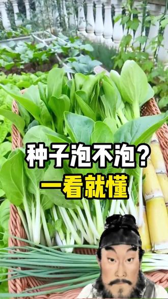 大寒一到,早春育苗该动手了!种子浸泡可不是瞎操作! #阳台种植 #种植小技巧 #种菜小技巧