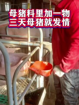 母猪料里加一物,三天母猪就发情!#母猪不发情#母猪配不上#自繁自养#科学养猪#三农