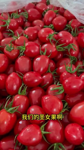 露天自然熟小番茄,5斤十几块钱包邮!现摘现发 #云南小番茄#自然熟小番茄#新鲜现摘水果#应季水果#平价水果包邮