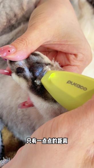 这才是适合养宠家庭局部剃毛的拇指电推!小巧安全!新手也可以剃的超干净!#宠物电推剪 #猫咪脚毛