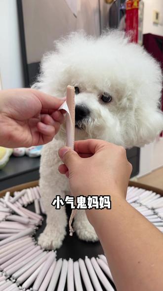 趁厂家9.9元50根的鸭肉鳕鱼火腿肠活动还没结束,赶紧给我家狗狗猫咪囤了一大箱,它们非常爱吃! #狗零食 #猫零食 #宠物火腿肠