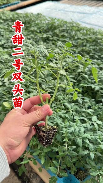 青甜二号双头苗,好处竟然这么多 #种苗 #小番茄 #圣女果 #小番茄种植 #新农人计划