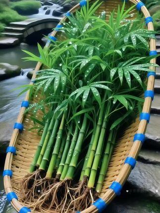 #水培竹柏 #四季常青 #日常分享 #花卉绿植 #水培植物