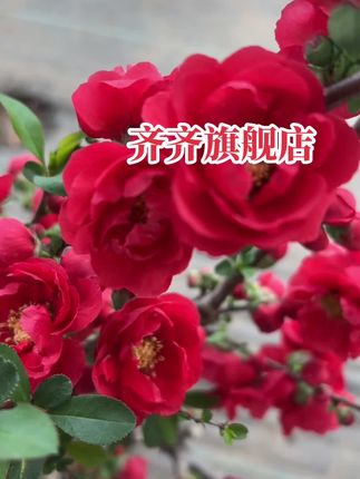 #长寿冠海棠 重瓣红花长寿冠海棠#别墅庭院植物 #爱生活爱养花 #家庭养花 #花卉绿植