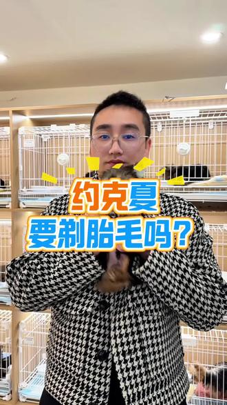 你家约克夏是怎么样的呀 有没有剃毛?#约克夏#小型犬 #宠物狗 #养狗 #新手养狗