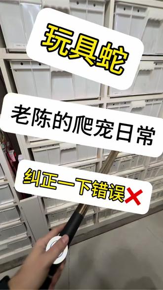 #爬宠 #宠物蛇 老陈的爬宠日常分享,真实记录!