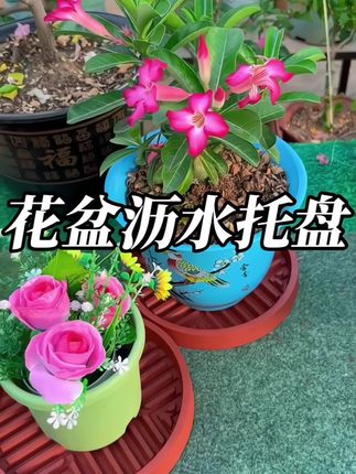 #居家好物 #花盆沥水托盘 #爱生活爱养花 #美观实用 喜欢养花的家人们,你们还在使用这种老式的花盆托盘吗?浇水以后啊,水无法流走,透气性不好,容易造成烂根黄叶。那么今天给大家推荐这款加厚的圆形花盆托盘,有沥水和透气的功能,能够让你的花草保持健康的生长。款式呢也非常的美观,而且它还是由高品质的塑料制作而成的,长时间使用都不变形。如果你也喜欢下方的小黄车,点开就能直接拍。