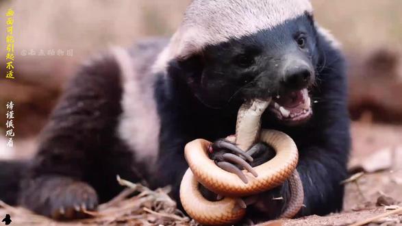 平头哥蜜獾:动物界黑手党,狮子见了都绕道 它叫平头哥。是吉尼斯认证最无所畏惧的动物,堪称非洲草原的意大利黑手党!狮子见了绕道走,豹子见了直摇头,这只长得像打了激素的雪貂,凭什么这么横?
它的底气,来自一身经验加满的物理外挂。#动物科普 #平头哥 #蜜獾 #万物可爱计划