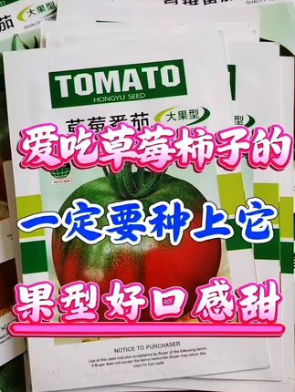 喜欢吃草莓柿子的家人们,一定要种它,红果绿肩果冻瓤,嘎嘎甜,成嘟噜成串结嘎嘎恋秋,柿子味浓全家人都爱吃#草莓柿子 #草莓柿子种子 #三农种植 #抖音我要上热门推荐 #抖加热点小助手