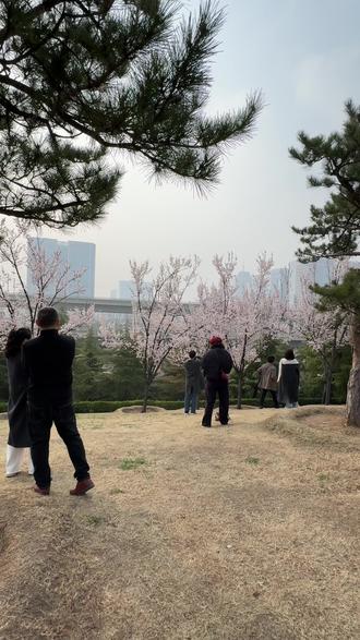 总要来趟郑州吧,坐一次开往春天的列车。郑州版开往春天的列车,当列车穿过烂漫花丛中,这一刻真的好治愈!
地址:郑东新区东三环与商都路交叉口小山坡走上去
时间:下午3点以后,火车有很多趟
#开往春天的列车 #郑州 #河南 #郑州高铁 #郑州高铁公园