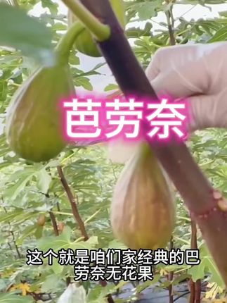 #芭劳奈无花果 #芭劳奈 #无花果 经典之王👑芭劳奈,没毛病啊!必须来一颗