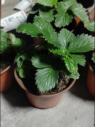 春天来了,亲手种下新鲜草莓苗,庭院阳台都有好收成! 冬天吃啥都没胃口?种上它就能改善!#草莓苗#草莓苗育苗基地#花卉绿植#阳台种植#七夕送面包花束浪漫又能吃