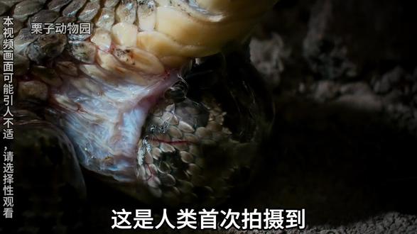人类首次拍摄到响尾蛇生育幼崽的真实画面#动物世界 #响尾蛇 #抖音二创激励计划 #青年创作者成长计划 #神奇动物在抖音