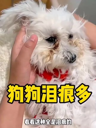 狗狗猫咪眼屎多泪痕重红肿樱桃眼白内障青光眼滴眼液#养狗人 #狗狗 #萌宠推荐官 #养狗经验分享 #萌宠