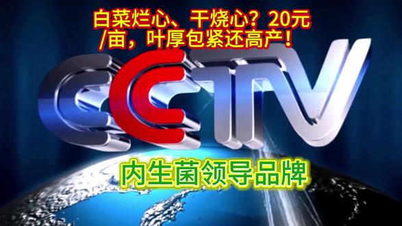 20元/亩搞定白菜难题!“菌科七号”内生菌:叶翠绿、包心实,丰收有保障!#农业科技 #种植技术 #高产秘诀#种植技巧 #增产妙招