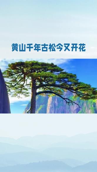 黄山千年古松今又开花