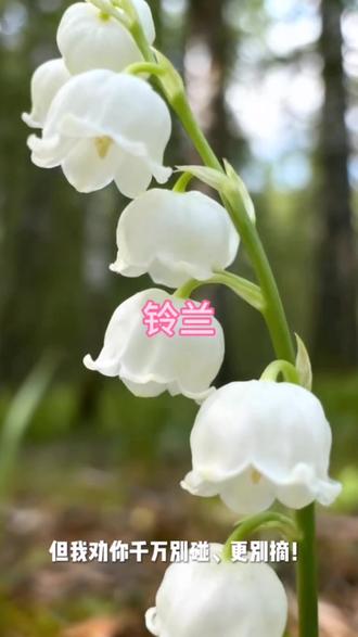 大兴安岭地区野生植物铃兰#一日一植物 #野生植物科普 #创作者中心 #创作灵感