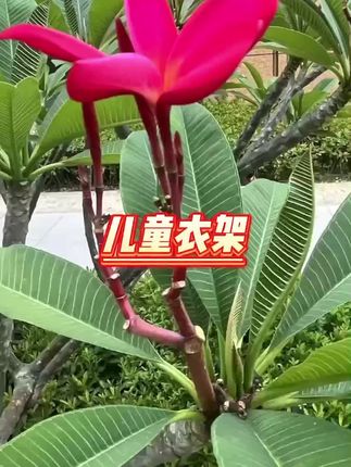 #儿童衣架 #儿童衣架防滑 #儿童衣架推荐