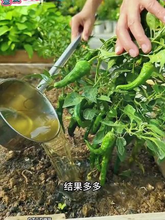 种菜养花追肥小技巧 用了 #鱼蛋白水溶肥 #种菜小技巧 T
