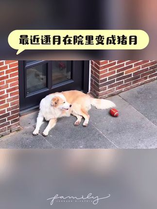 逐月蜕变成猪月 最近实在太忙了,无暇照看逐月就把他一直养在城外院子那边和哈利生活在一起,结果饭量越来越大,已经变成了一只炮筒…..#边牧逐月 #逐月与哈利的日常