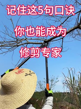 修剪记住这5句口诀,你也能成为修剪专家#园林工具 #修剪