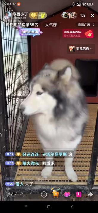 恩佐的门牌【20251122直播】 #豫西小丁