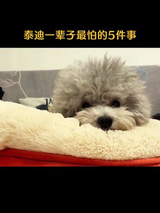 #泰迪 #宠物 #狗狗知识 #宠物知识