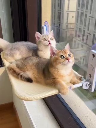 #猫吊床#猫咪吊床#窗户猫晒太阳挂床#阳台猫窝吸盘式玻璃吊篮猫床 #猫吊床