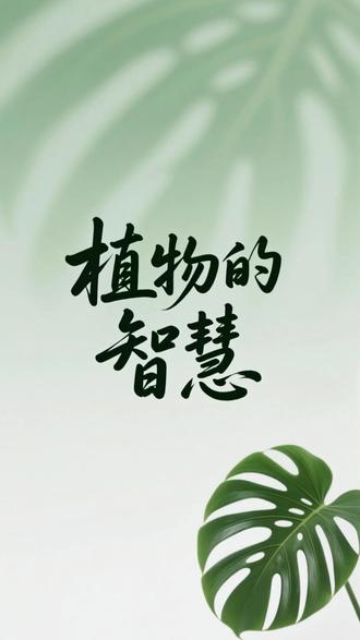 植物被语言暴力 30 天,竟然活活被骂死#植物的智慧