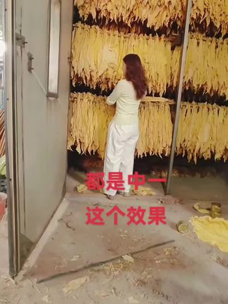 中一没得说#烤烟 #烤烟种植技术与管理