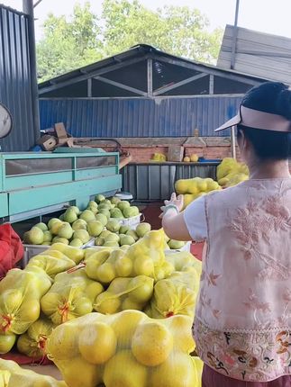 #新鲜采摘 这些都是今天采摘的,有喜欢吃柚子的包子们可以点进我直播间拍#抖音助农 #强烈推荐