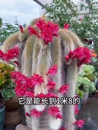 #上热门 九尾湖仙人掌#懒人也能养#半年交一次水都能活#一半土一半饲料#@DOU+小助手