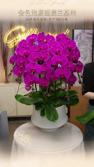 30年基地的绝美S级蝴蝶兰 30年源头基地,年产300万株,展示S级小龙蝴蝶兰及优惠价格。#金色池塘蝴蝶兰