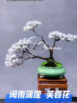 芙蓉菊 闽南蒲滢#芙蓉菊 #玄学 #闽南文化 #绿植盆栽 #八月你好