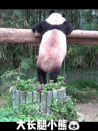 哈哈哈熊猫版扫腿舞!😘😆 #熊猫🐼 #可爱萌宠 #大熊猫 #睿宝辉宝 #福宝