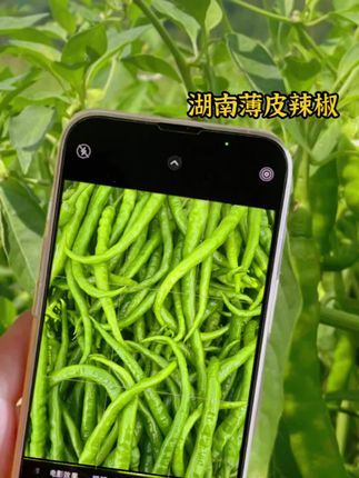 农家自种新鲜薄皮青椒香辣特辣本地辣椒#农产品 #薄皮辣椒#产地直发#新鲜采摘新鲜发货 #香辣辣椒