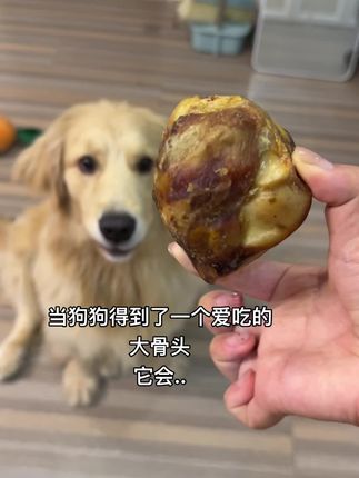 每次拿到这个都到处藏的小气鬼七 #家有馋狗 #金毛 #小七大王 #毛孩子的日常 #萌宠出道计划