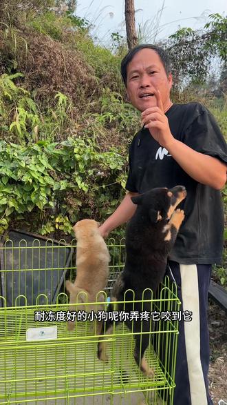 看了这个视频你们知道怎么挑了吧#田园犬#四眼#五黑#五红#黄狗