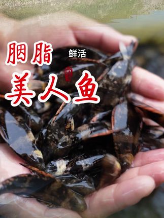 胭脂鱼底层杂食性鱼类,不吃鱼虾,各地都能养,最大能长20斤 #胭脂鱼 #鱼苗 #水产人 #水产养殖 #三农