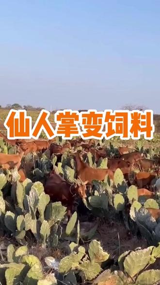 仙人掌变饲料,农民秘诀大公开!牛羊健康长得快 #仙人掌 #三农
