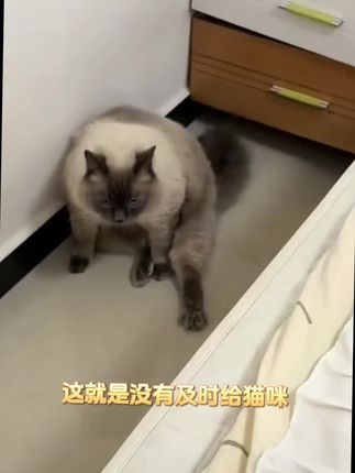 毛球塞满肚子的后果太可怕了!现在补救还来得及!#养猫必备 #猫咪排毛 #猫草片 #宠物健康 #新手养猫