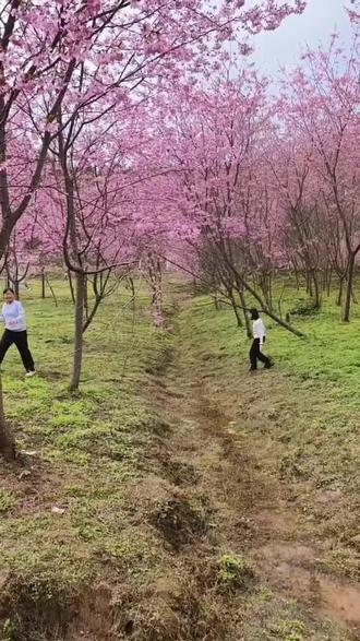 #喜欢爬山🏃感受大自然的气息🍀 凌云山七彩樱花谷开园咯,单人票只要9.9元,大家一起来看花花啊#看花