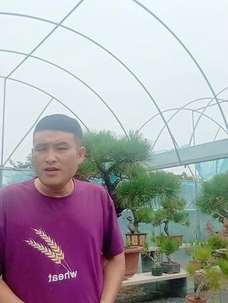 不会讲话的养护知识#黑松病虫害 #黑松养护方法