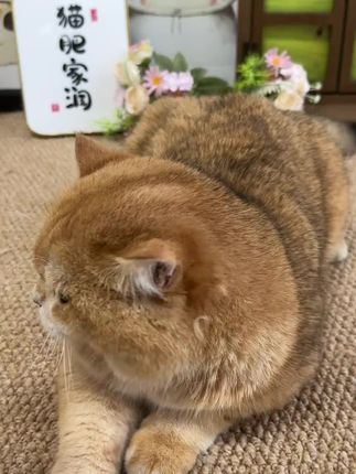 #晒晒你们傻憨憨的小猫咪 #谁家还没有一只傻猫呢 #你的猫孩子也是这样玩吗😂😂😂😄