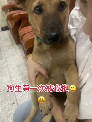 #我的修狗很可爱
