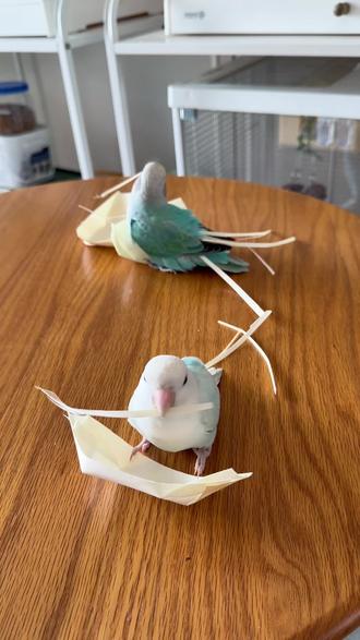 我家的小牡丹可真会玩,把小帆船撕成条插在尾巴上😄#鹦鹉啃咬玩具 #鹦鹉玩具 #鹦鹉鹦鹉萌萌哒逗鹦鹉 #解闷神器