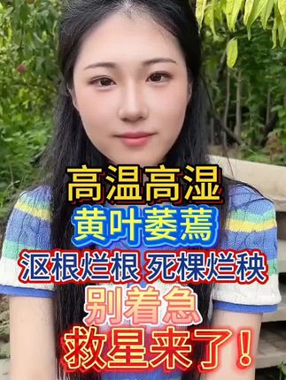高温高湿黄叶萎蔫,沤根烂根死棵烂秧,别着急救星来了#三农 #农业种植技术 #增产增收