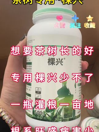 茶树根系长的好就用棵兴#茶树 #根系 #棵兴